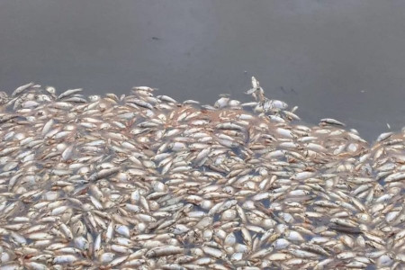 Impactante mortandad de peces en zona cercana a una arrocera correntina